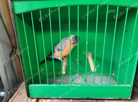 Siberian bullfinches