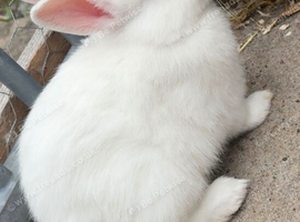 2 Baby dwarf rabbits
