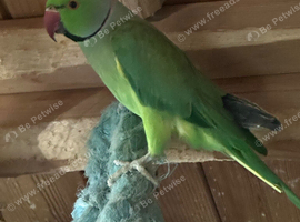 Ringneck