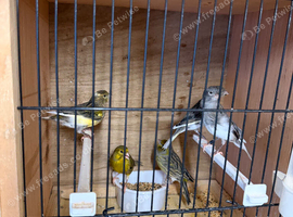 Various canarys for sale