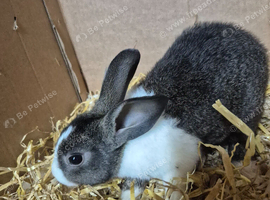 Dutch rabbits ready for new homes