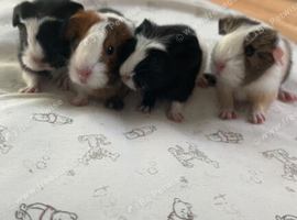 BABY GIRLS