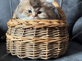 British Longhair and Shorthair Kittens