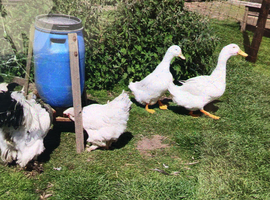 Pekin ducks and Pekin x Aylesbury drake
