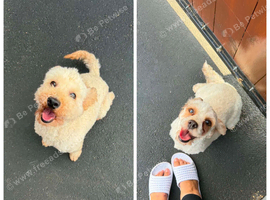 cavapoo and toy poodle for sale