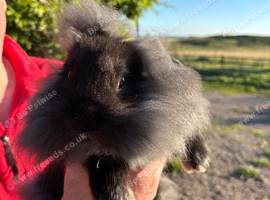 Baby mini lops
