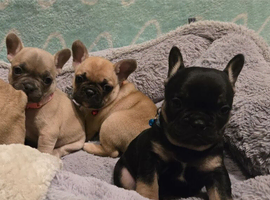 French Bulldog Puppies Available &ndash; 3 Boys & 2 Girls.