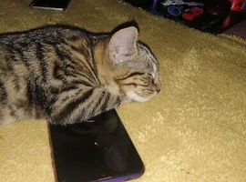 Female tabby kitten