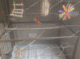 Young budgie and cage