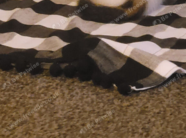4 tabby kittens