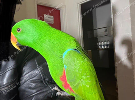 Super tame Eclectus Glasgow