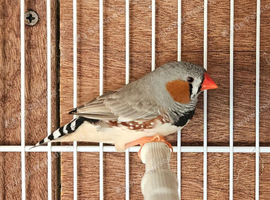 Male Zebra Finches