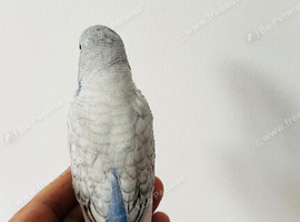 3 Hand reared Baby Budgies