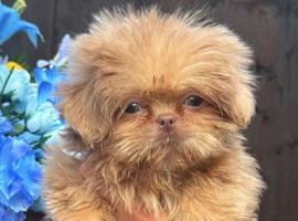 Beautiful imperial choc & lav Shihzu pup