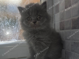 British shorthair kittens 10 weeks