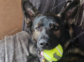Archie looking for his forever home