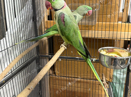 Breeding pair of Alexandrine parrot