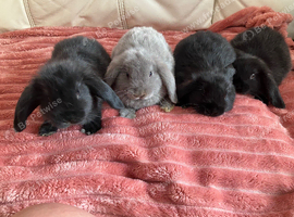 8 week old mini lips