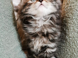 Beautiful Maine Coon Kittens