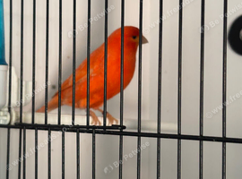 Red factor canary breeding pair + 2 chicks