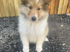 Beautiful rough collie puppy for sale boy