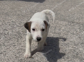 Jack Russell puppies