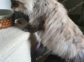 5 Yr old mainecoon 1 british short haired