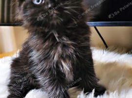 Ragdoll mix kitten - girl