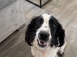 Cocker spaniel girl 9 months old