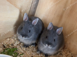 Netherland dwarf