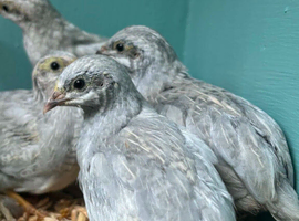 Chinese painted quail cpq