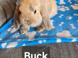 Mini lops