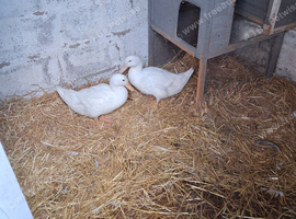 Young male and female pekin Ducks