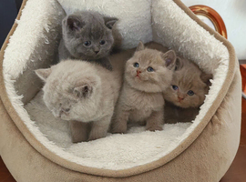 British shorthair kittens