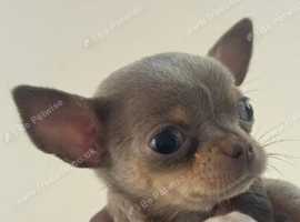 Adorable Chihuahua Puppies Looking for Loving Homes
