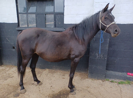 Black Arab Filly 2 years