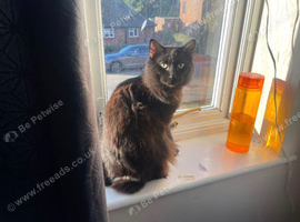 Solid black ragdoll male