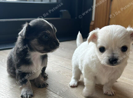 Long hair chihuahua