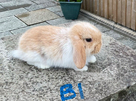 Pure bred mini lops .