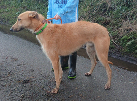 Lurcher