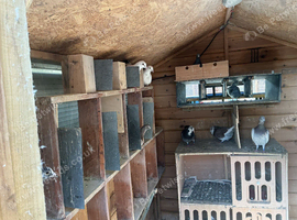 For sale about 20 racing pigeons