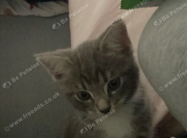Kitten for sale