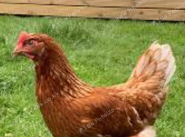 Point of Lay Hens