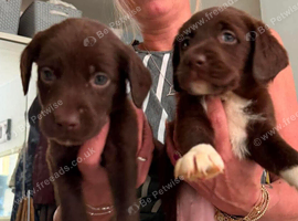 Beautful home raised  litter of labradoodles for sale