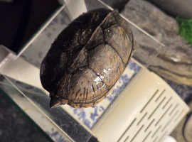 Musk turtle