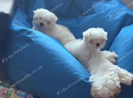 Maltese Puppies &ndash; Gentle Hearts, Beautiful Personalities