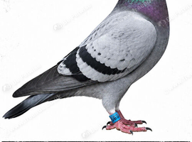 I'm looking for couple pairs of sprint racing pigeons
