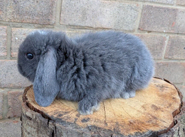 3 mini lop rabbits left
