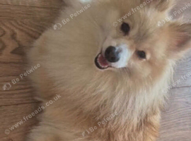 Male Pomeranian