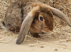 Male satin lop